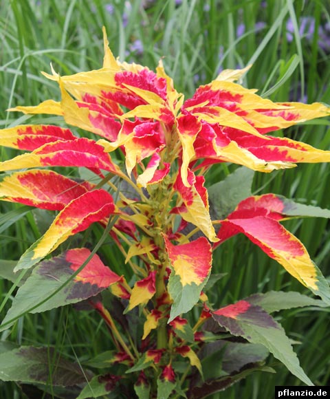 Amaranthus tricolor › Pflanzen Pflege