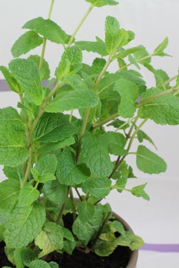 Mentha spicata (Grüne Minze)
