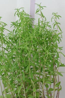 Bohnenkraut (Satureja hortensis)