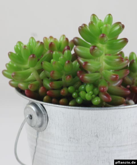 Sedum rubrotinctum › Pflanzen Pflege