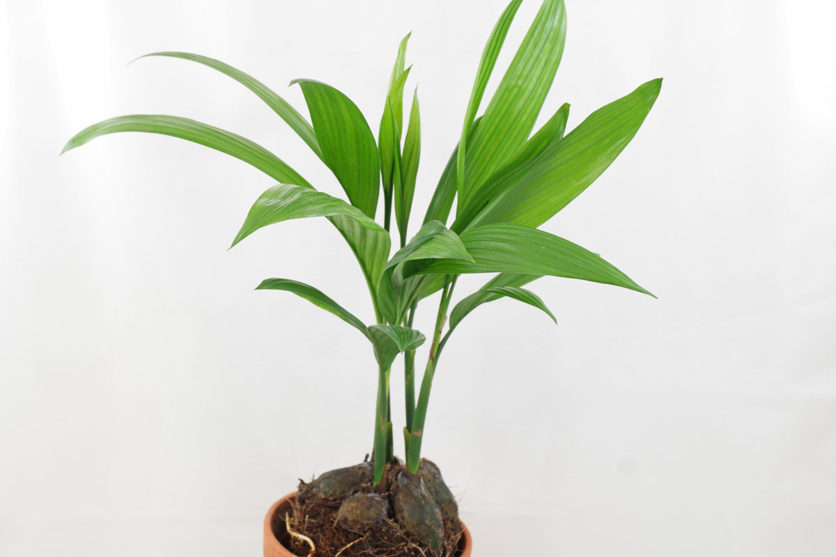 Areca catechu