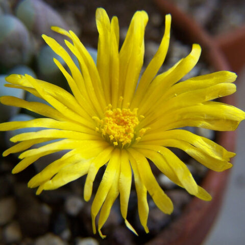 Fenestraria-rhopalophylla-aurantiaca