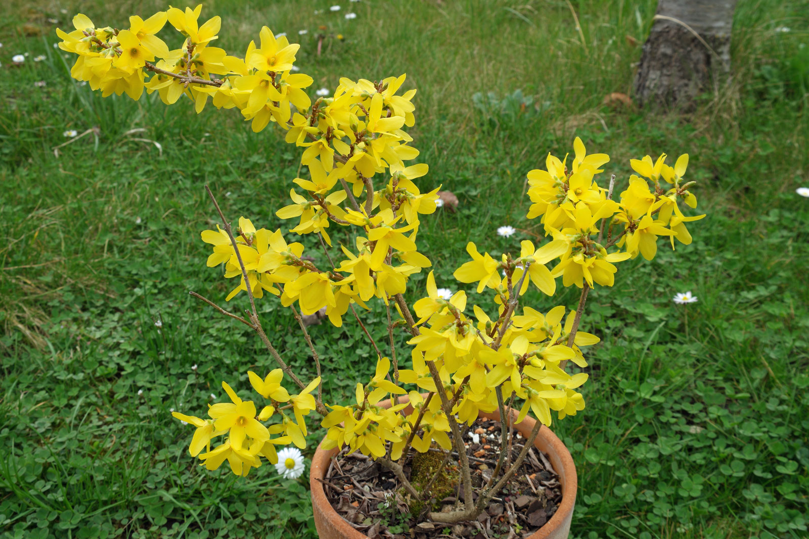 Forsythia × intermedia Minigold