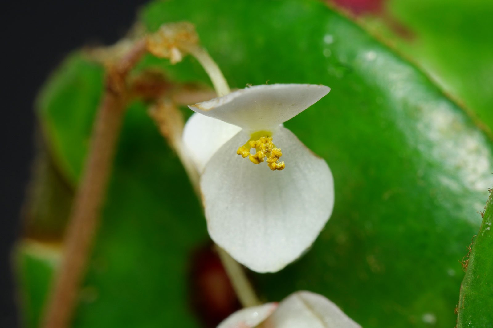 Begonia conchifolia Blüte