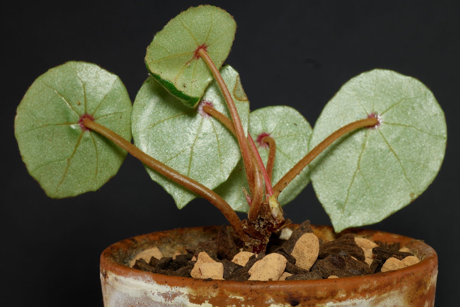 Begonia conchifolia Habitus