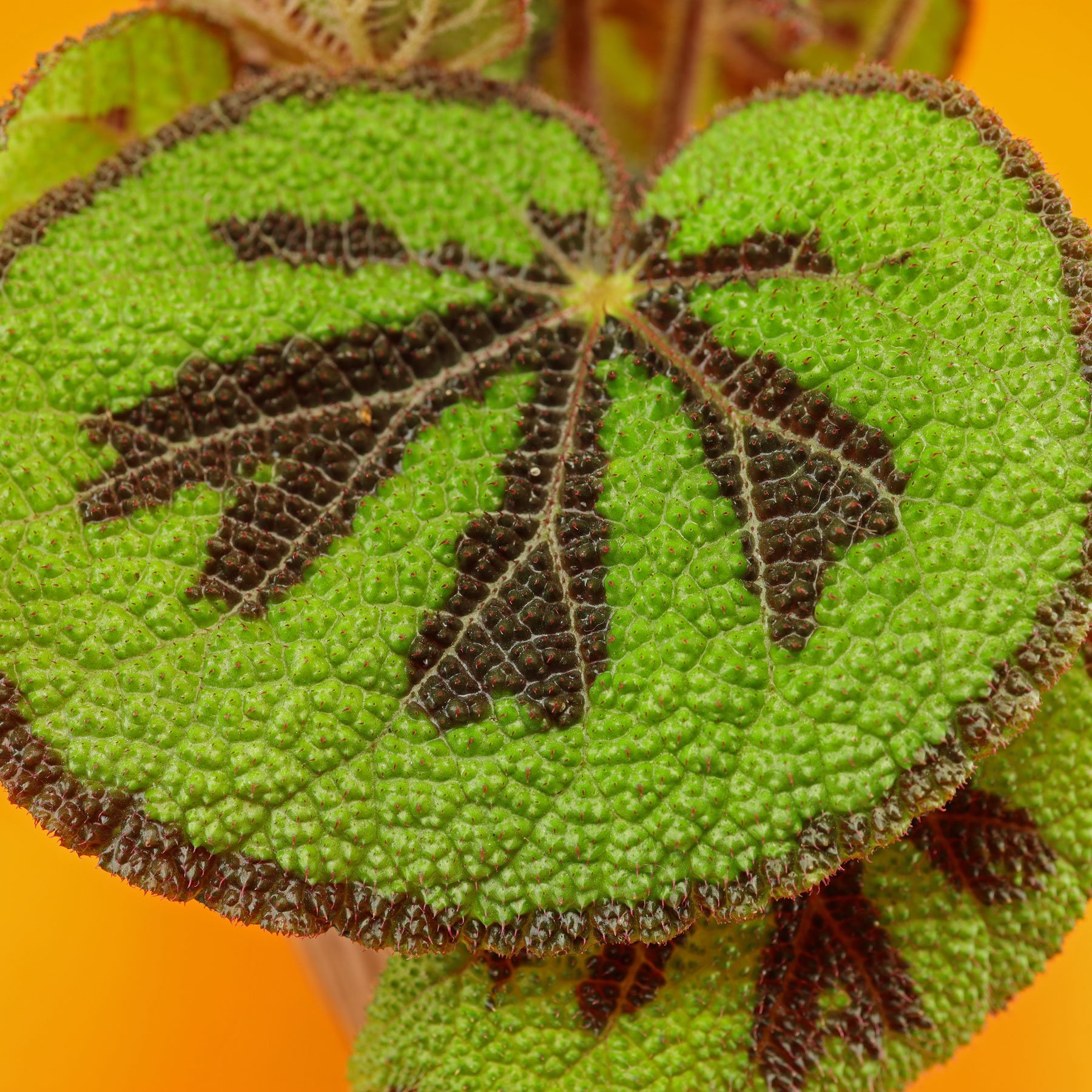 Begonia Iron-Cross