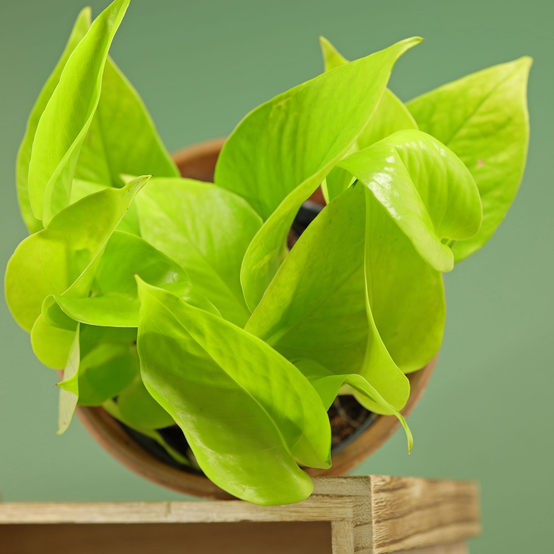 Golden Pothos