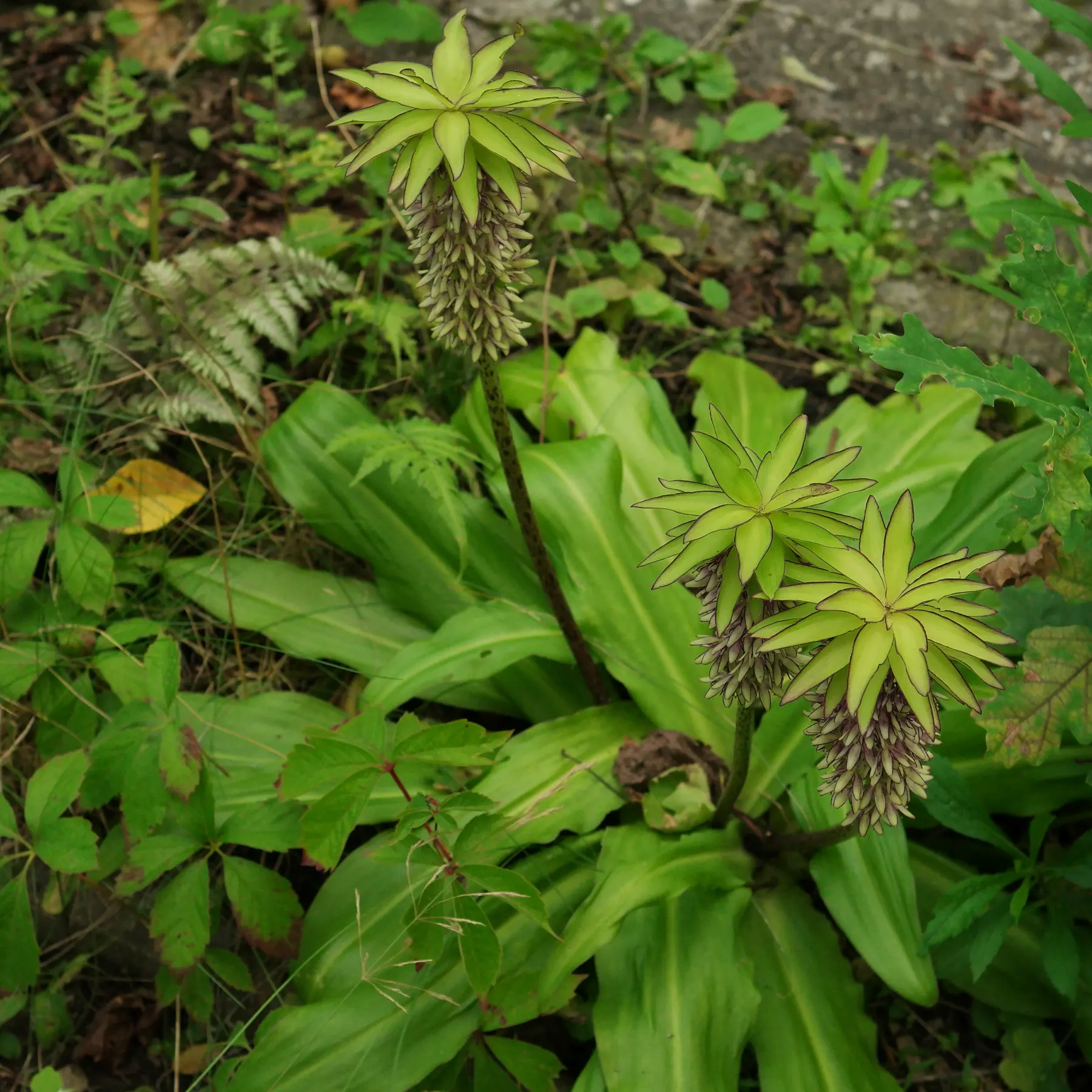 Eucomis bicolor Ananaslilie