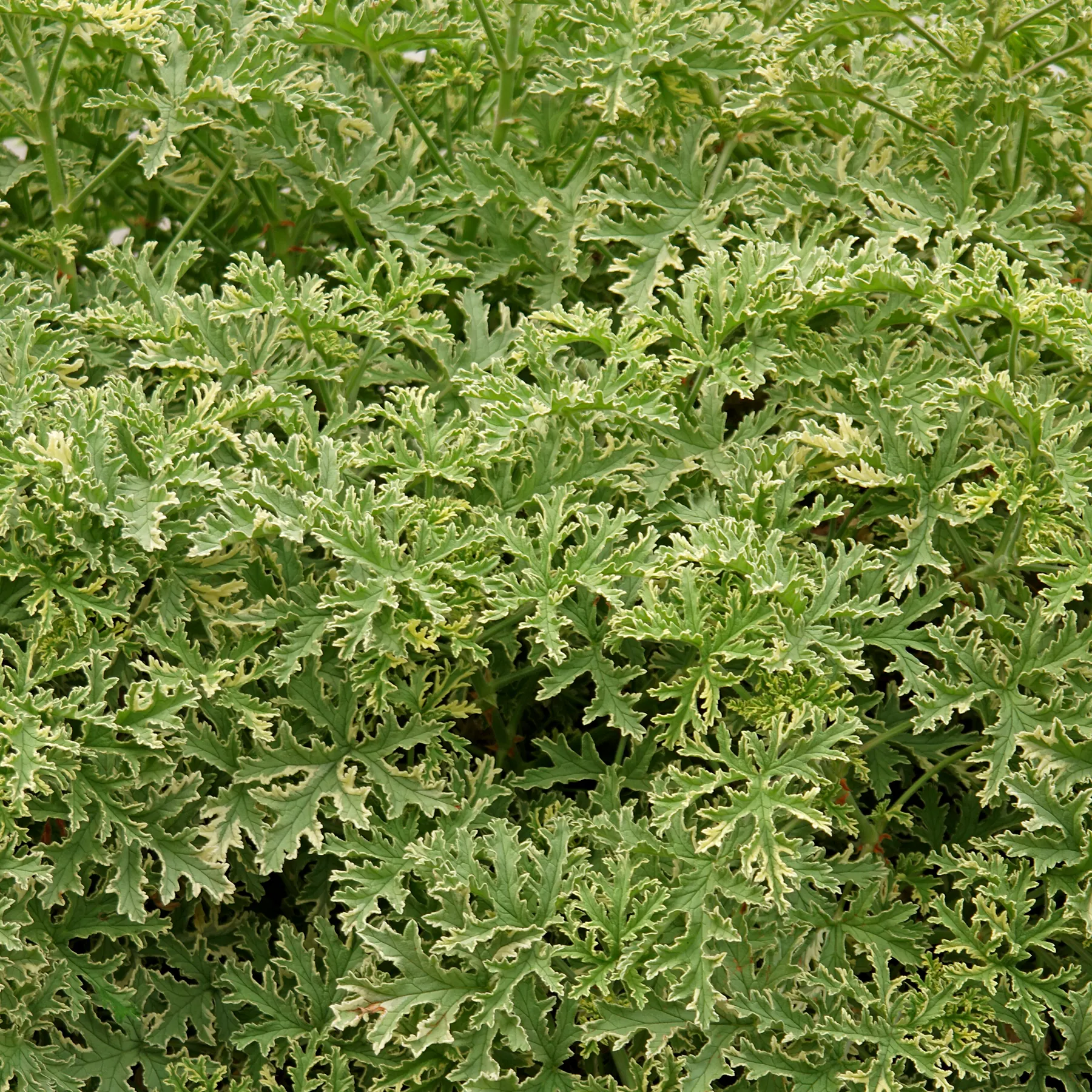 Pelargonium graveolens Variegata