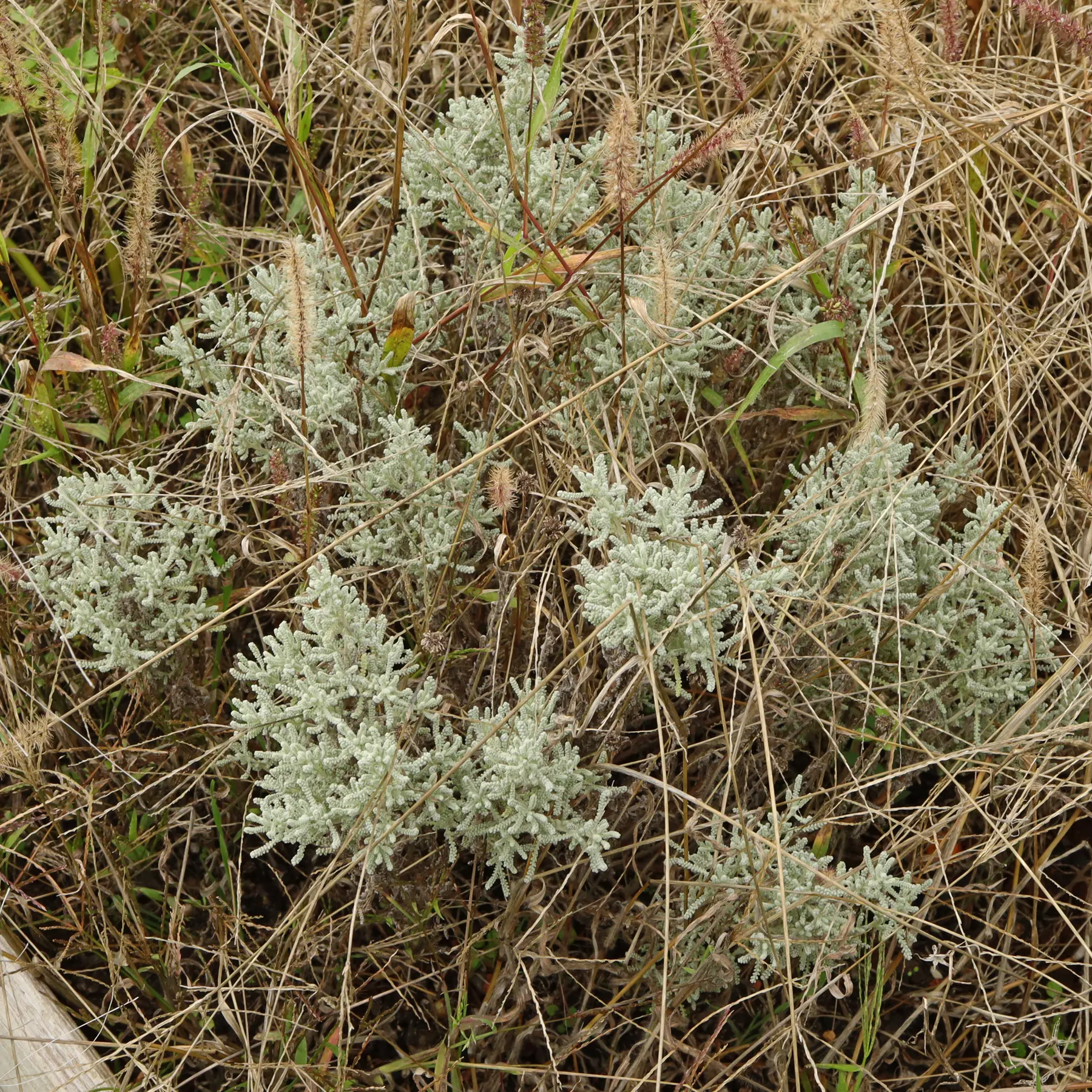 Santolina chamaecyparissus im Winter