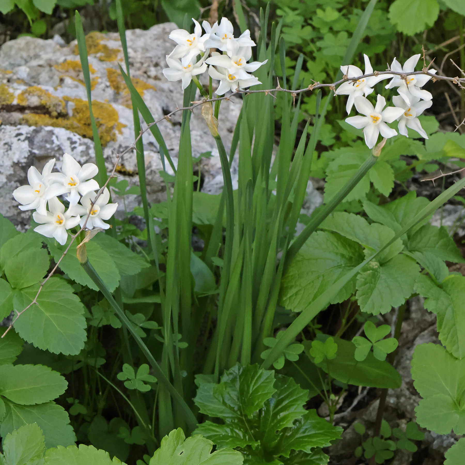 Narcissus papyraceus auf Gibraltar