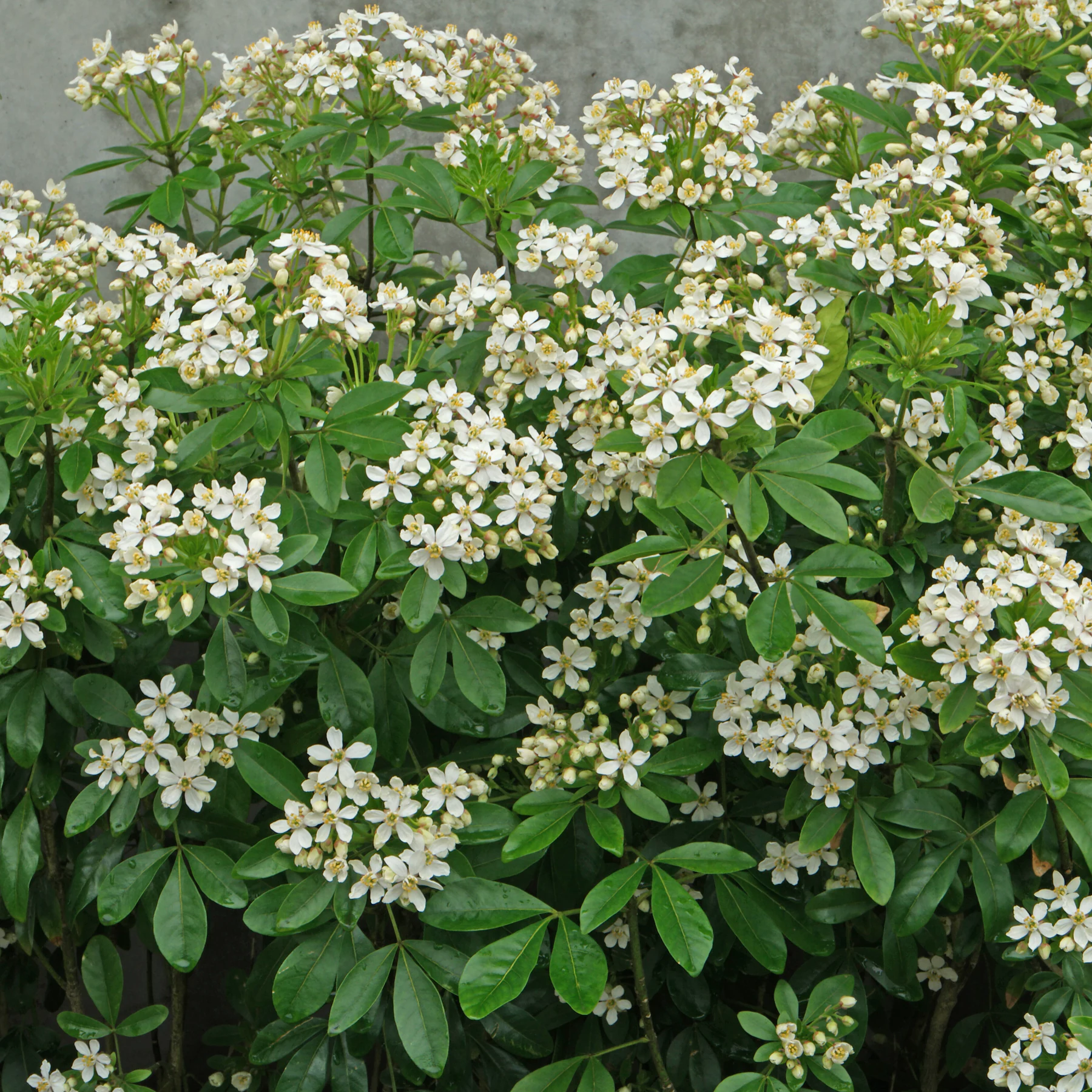 Choisya ternata Orangenblume