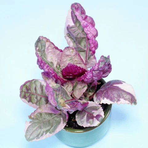 Hemigraphis alternata Variegata