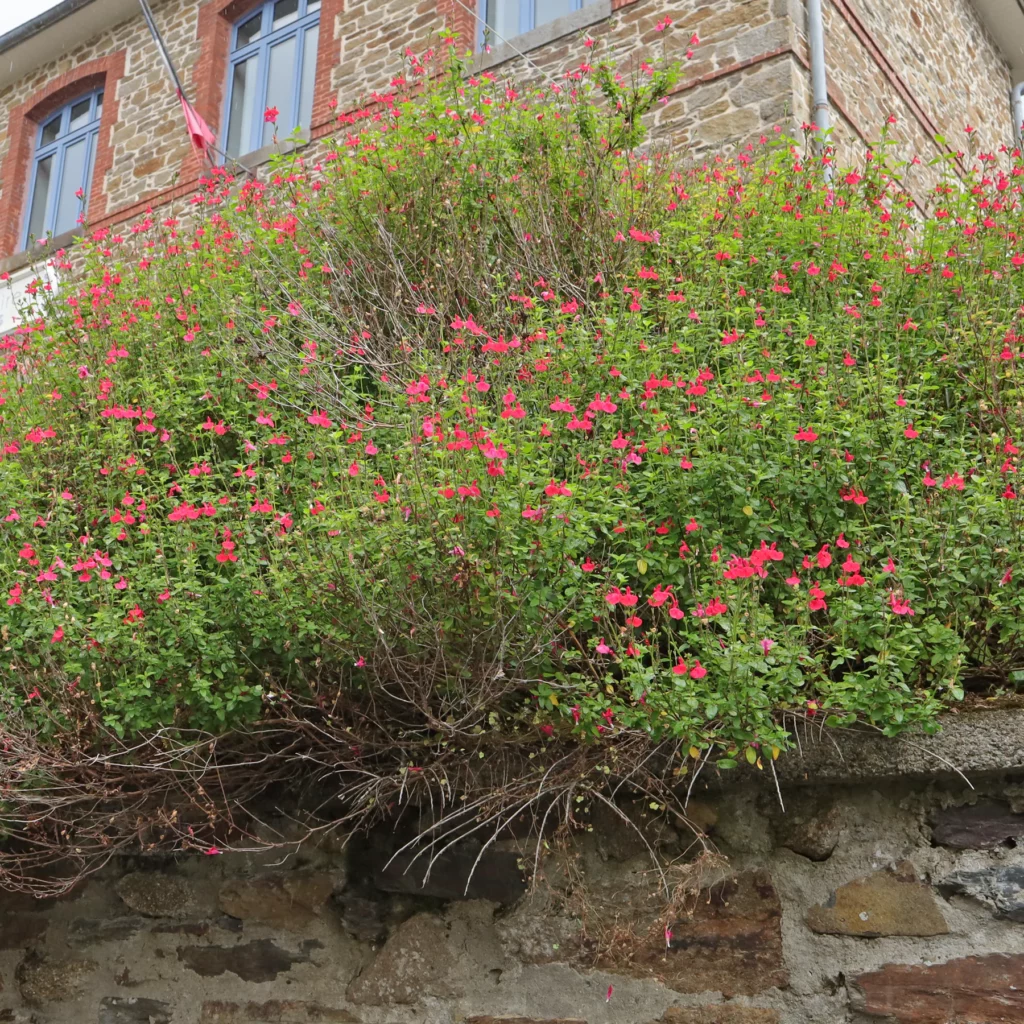 Herbst Salbei auf Mauer