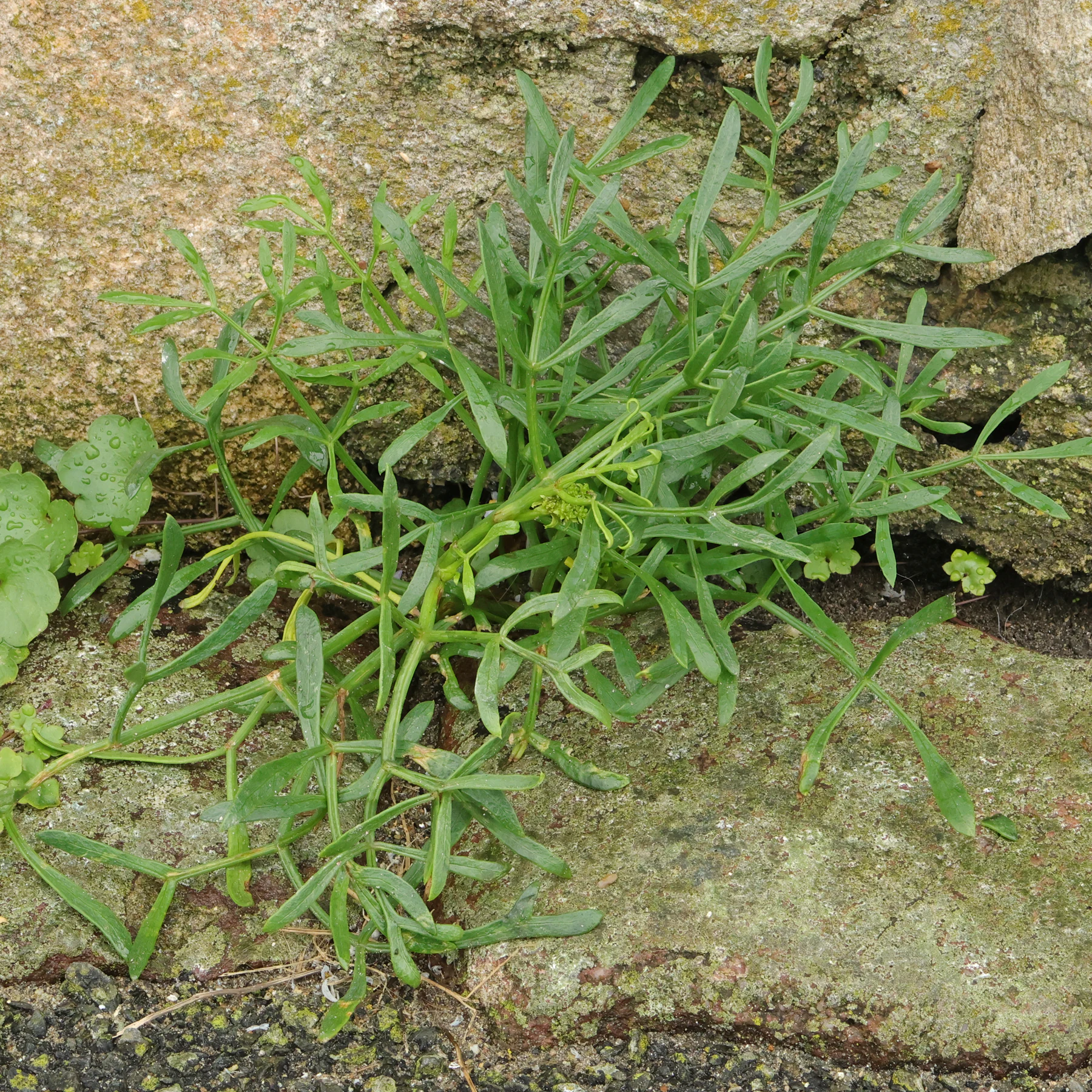 Meerfenchel Blätter