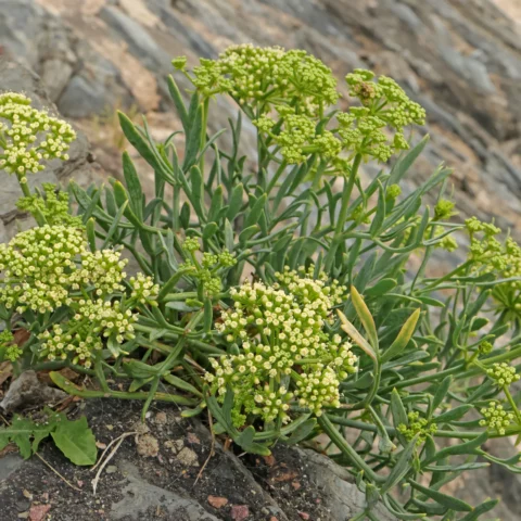 Meerfenchel Crithmum maritimum