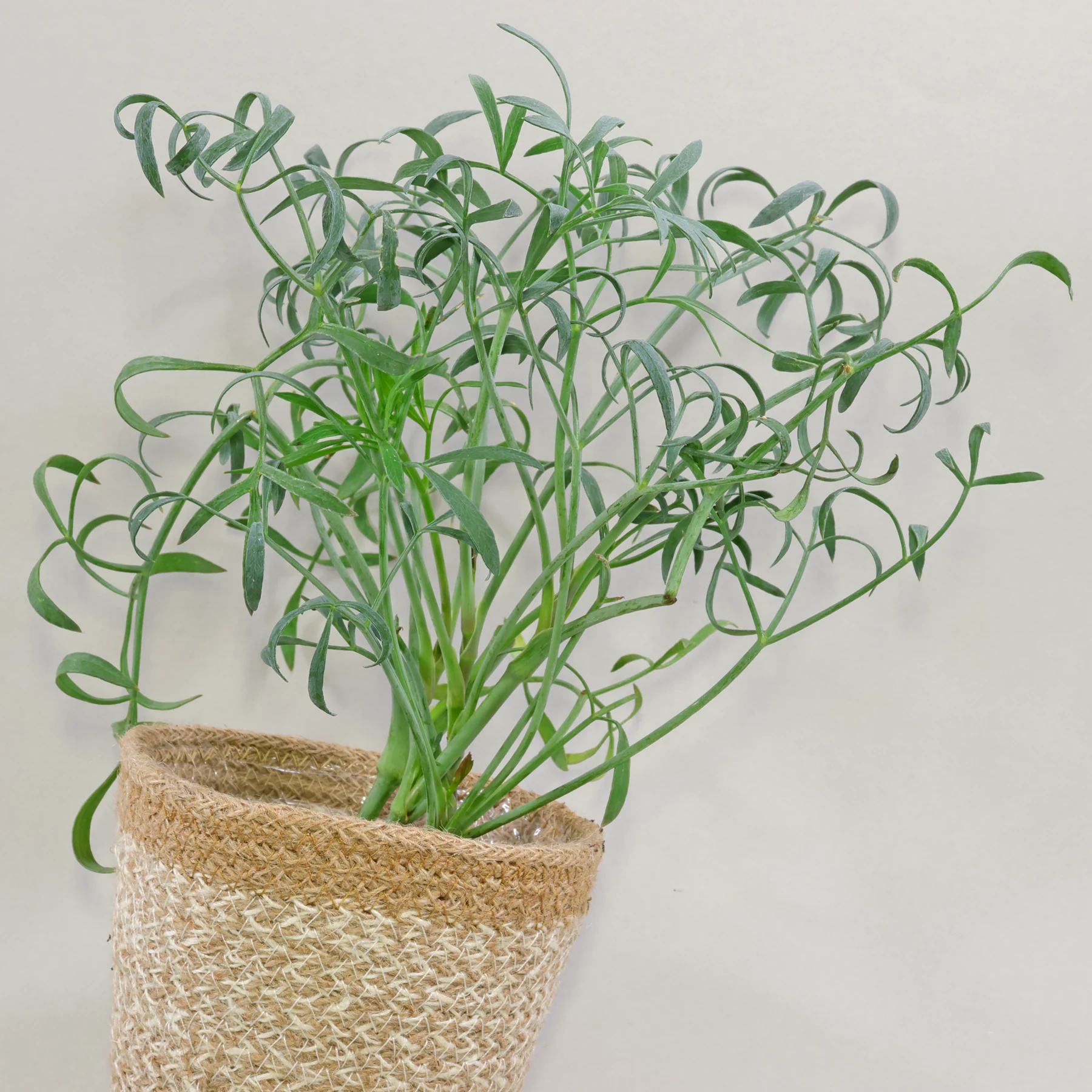 Meerfenchel im Topf