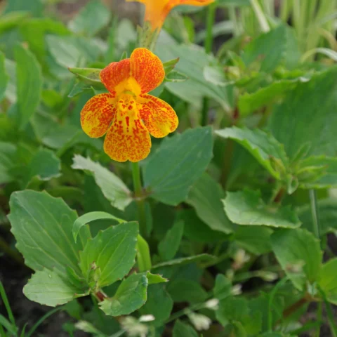 Mimulus cupreus Gauklerblume