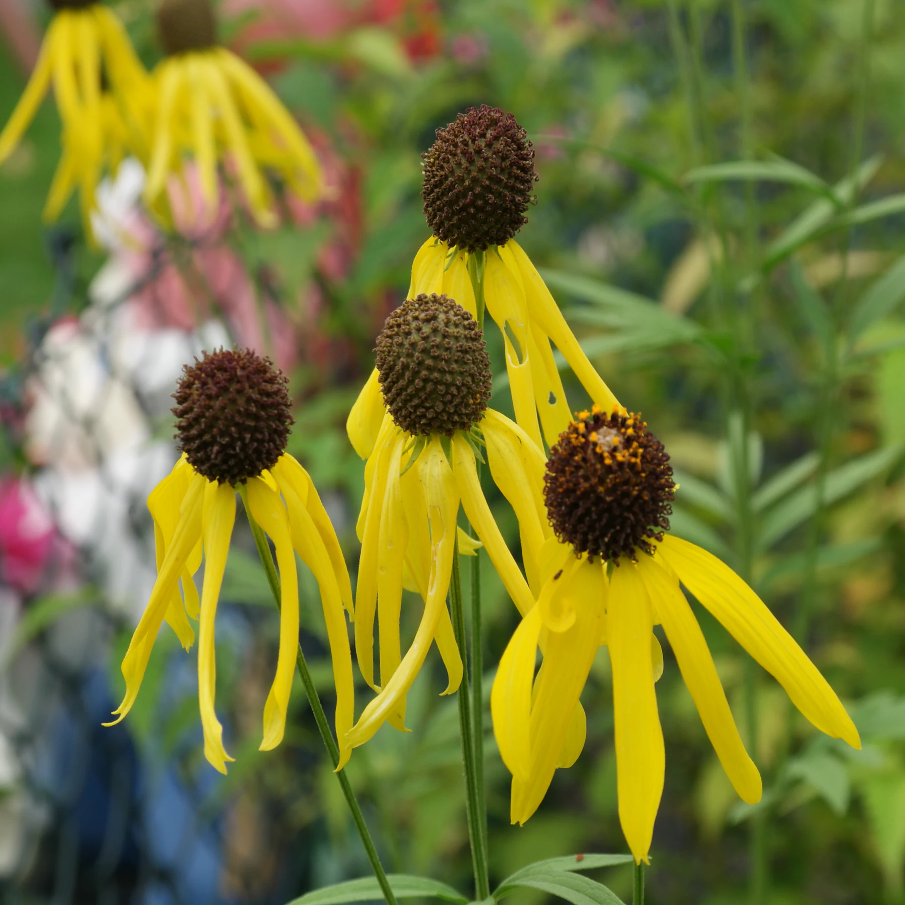 Ratibida pinnata Präriezapfenblume