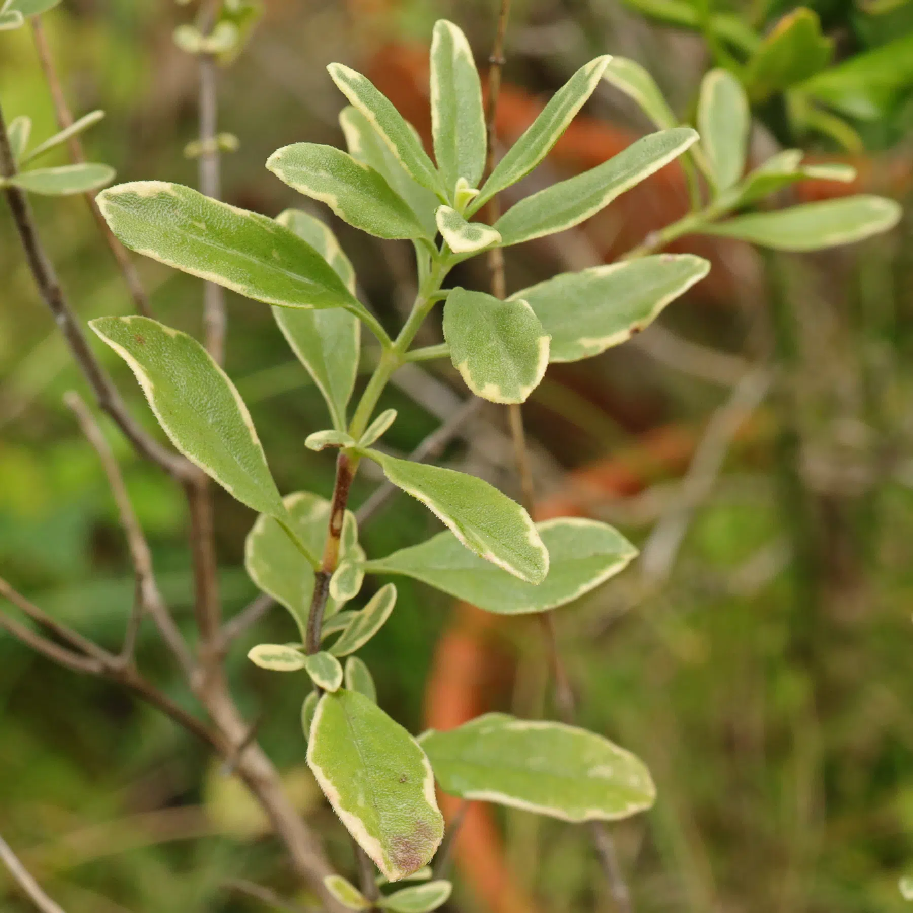Salvia greggii Variegata