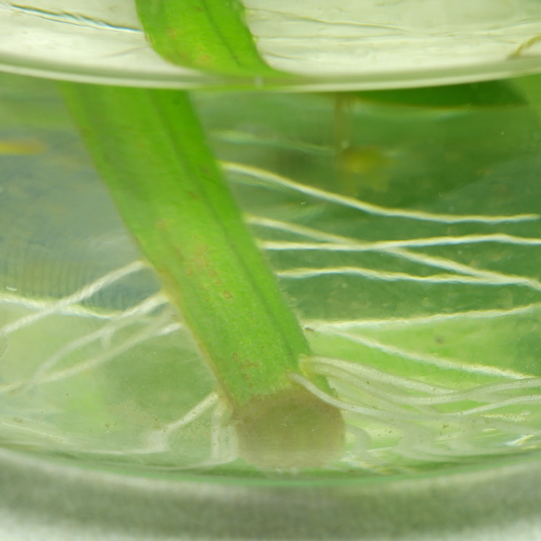 Schwarzer Nachtschatten Steckling im Wasserglas