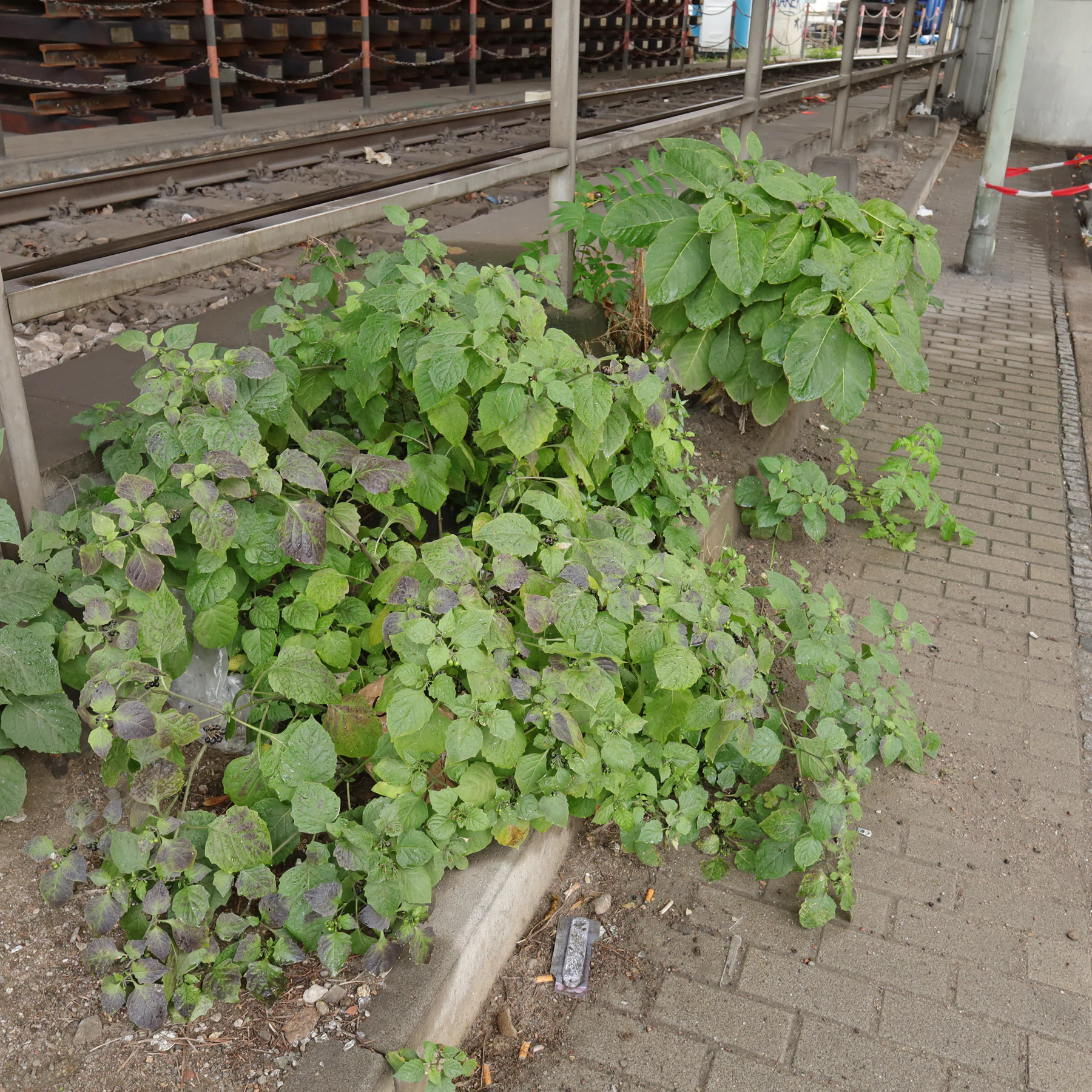 Schwarzer Nachtschatten an Bahngleis