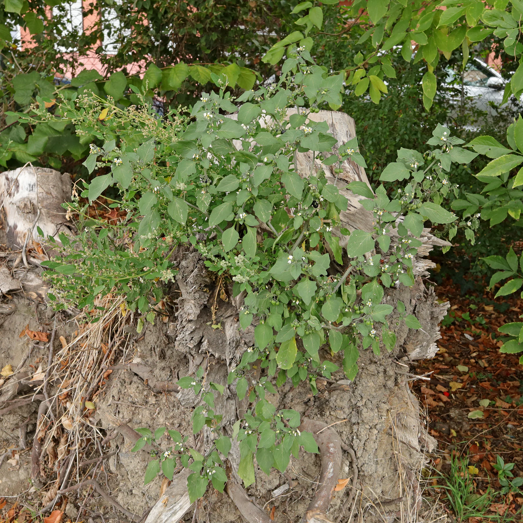 Schwarzer Nachtschatten auf Baumstumpf