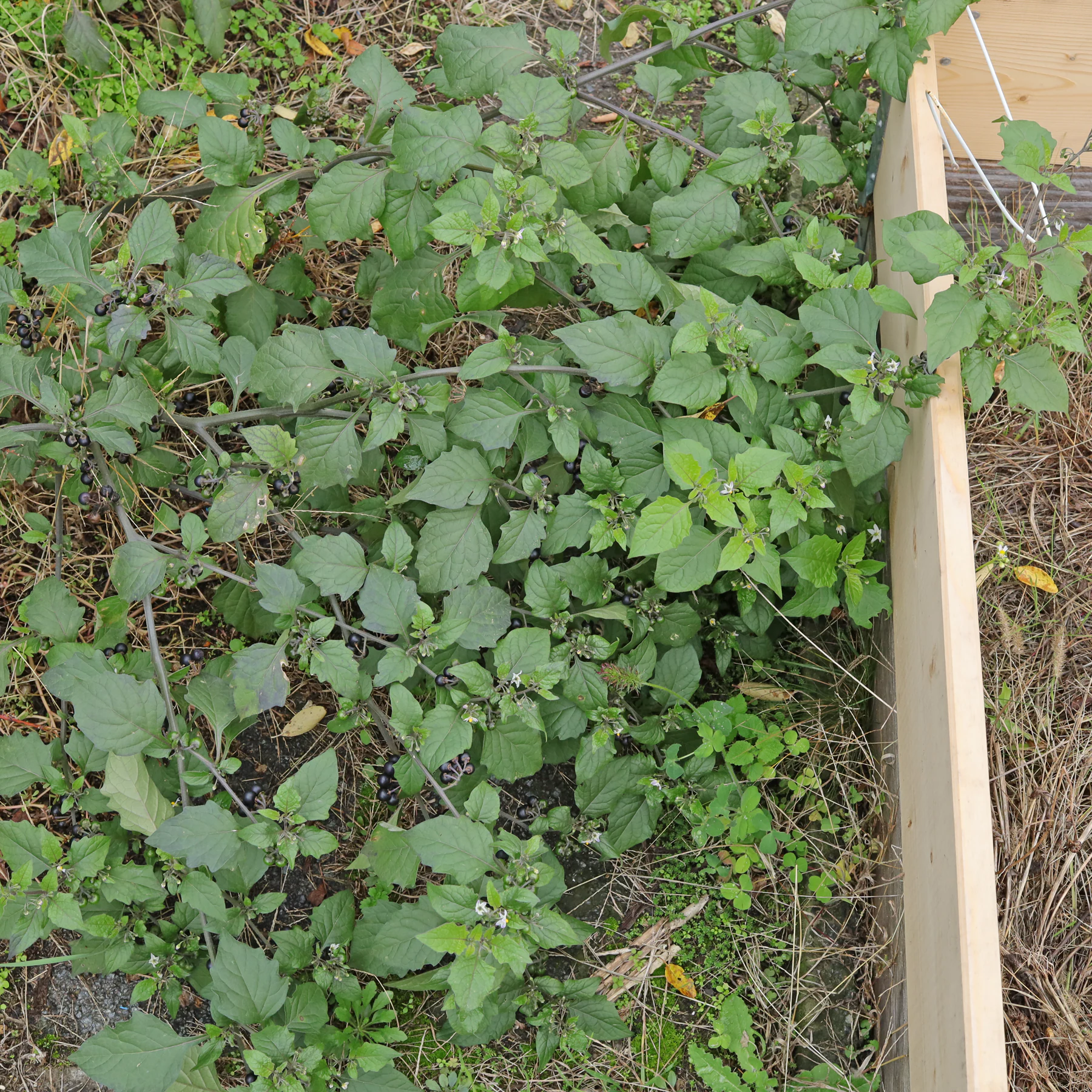 Schwarzer Nachtschatten im Garten