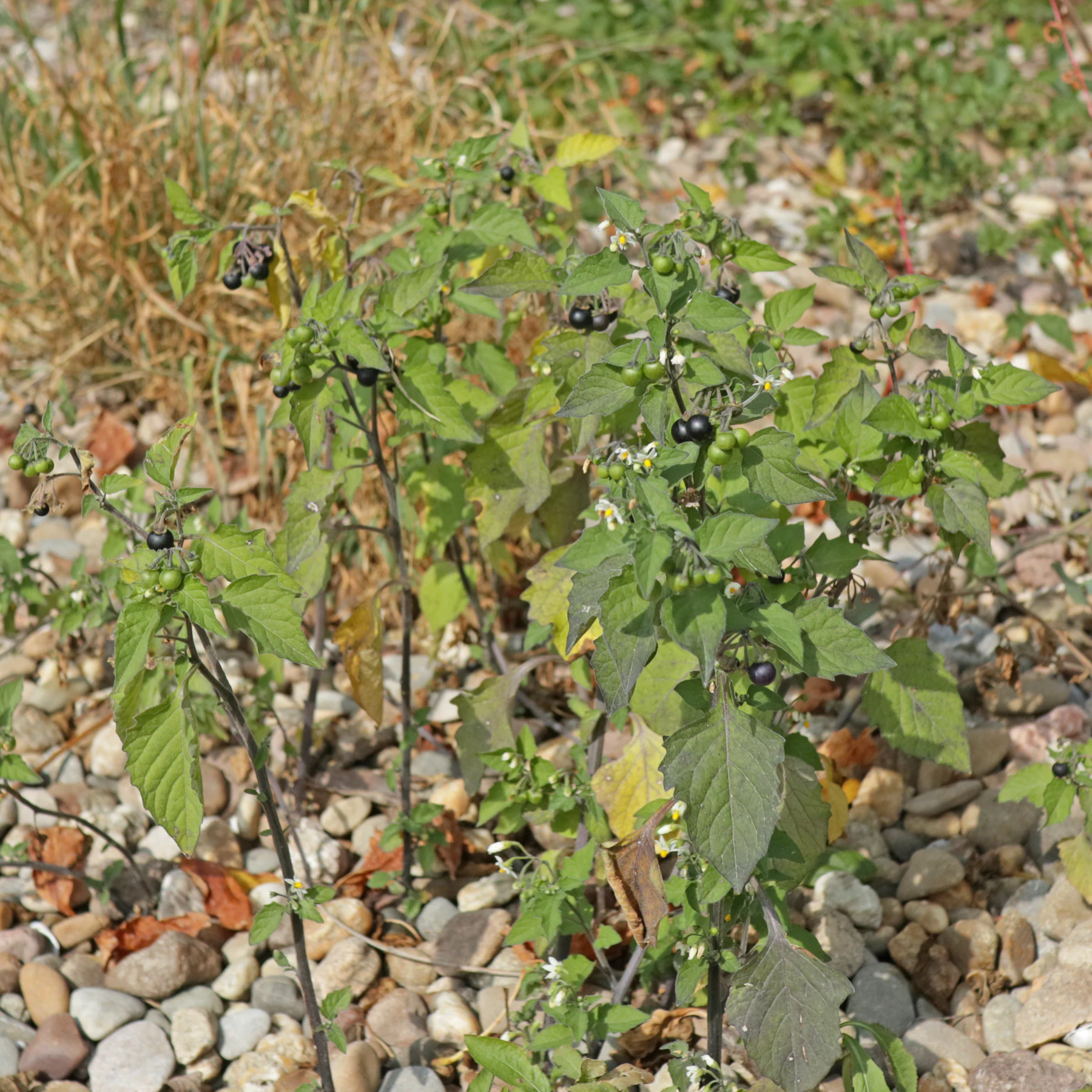 Schwarzer Nachtschatten in grobem Kies am Rhein