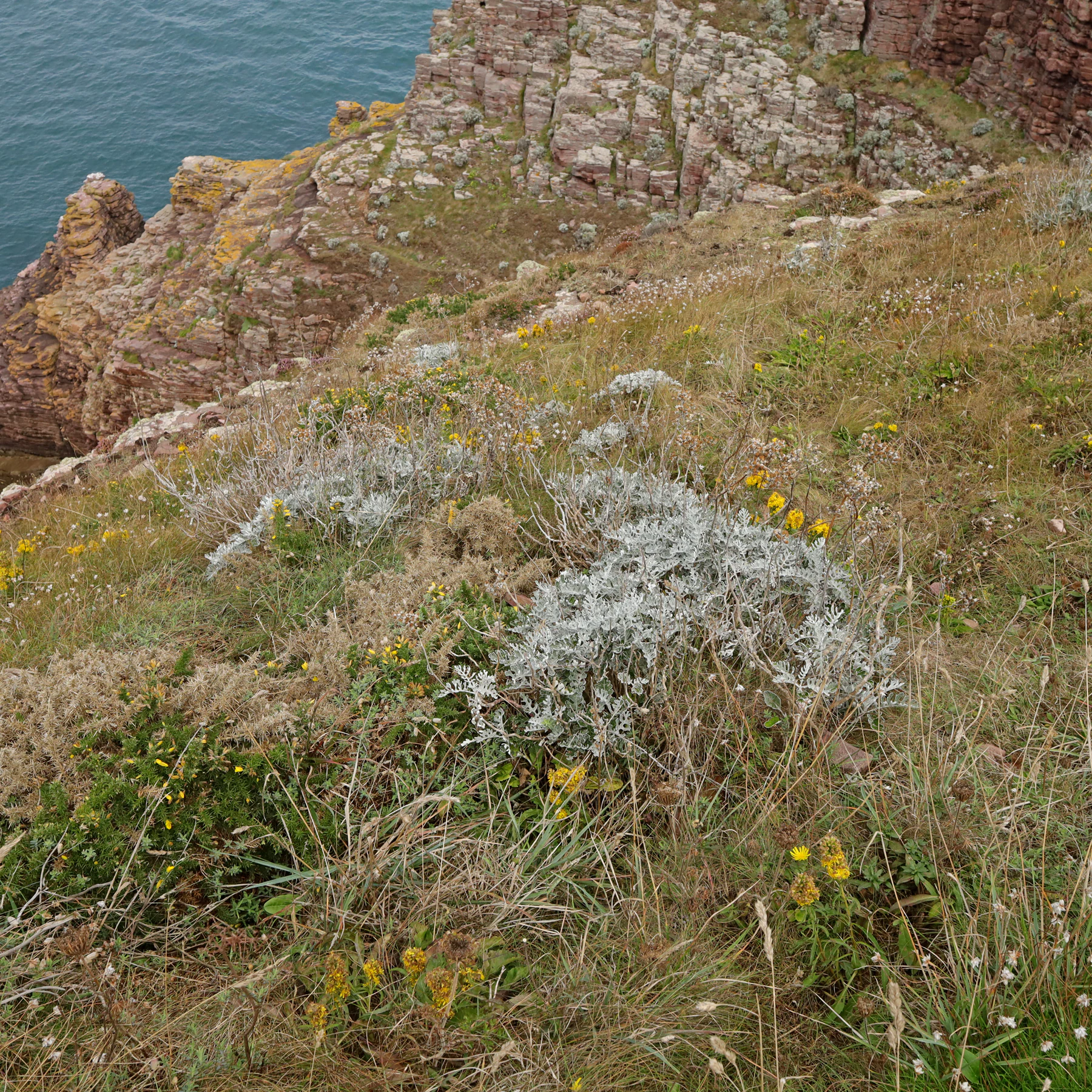 Silberblatt Jacobaea maritima