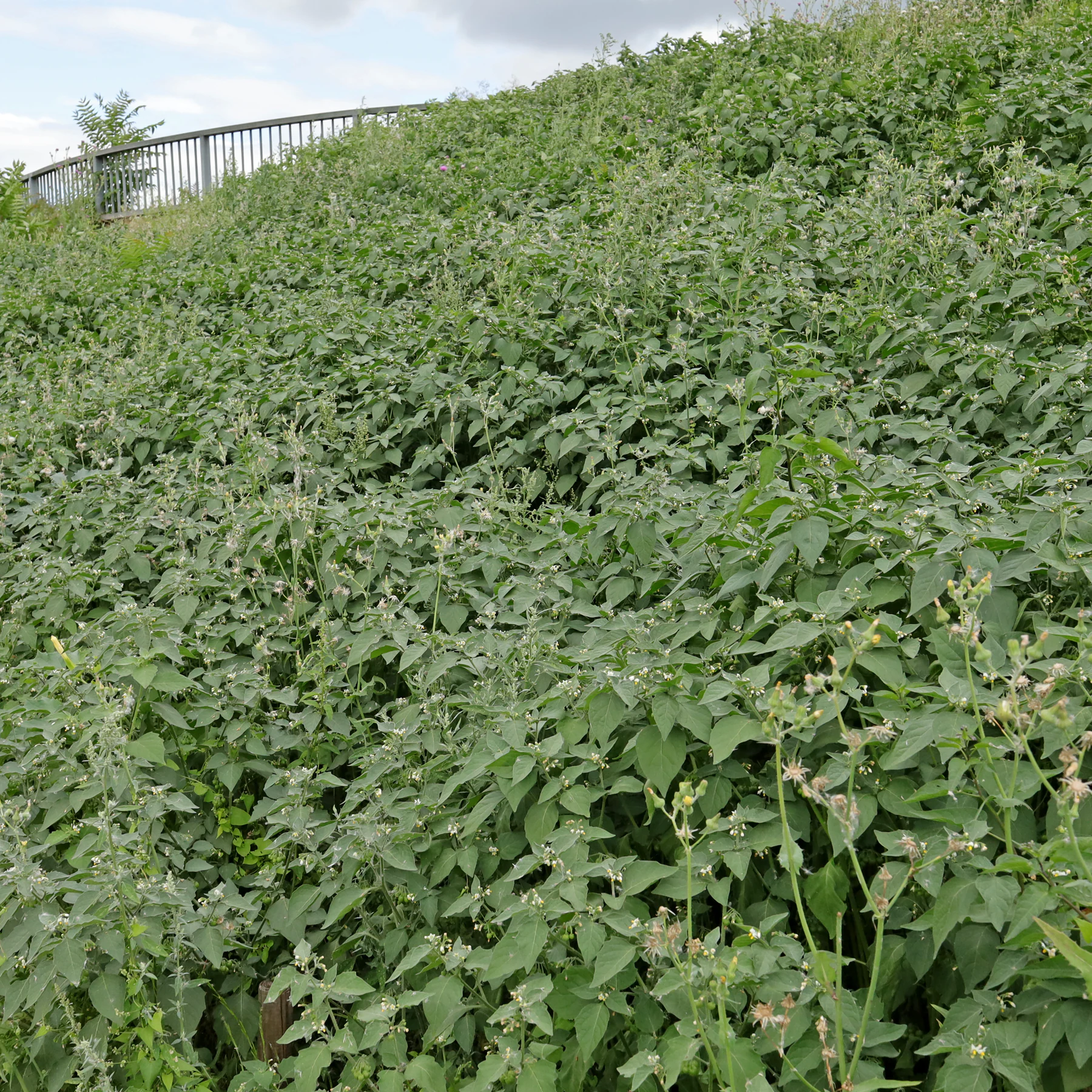Solanum nigrum dichter Bestand