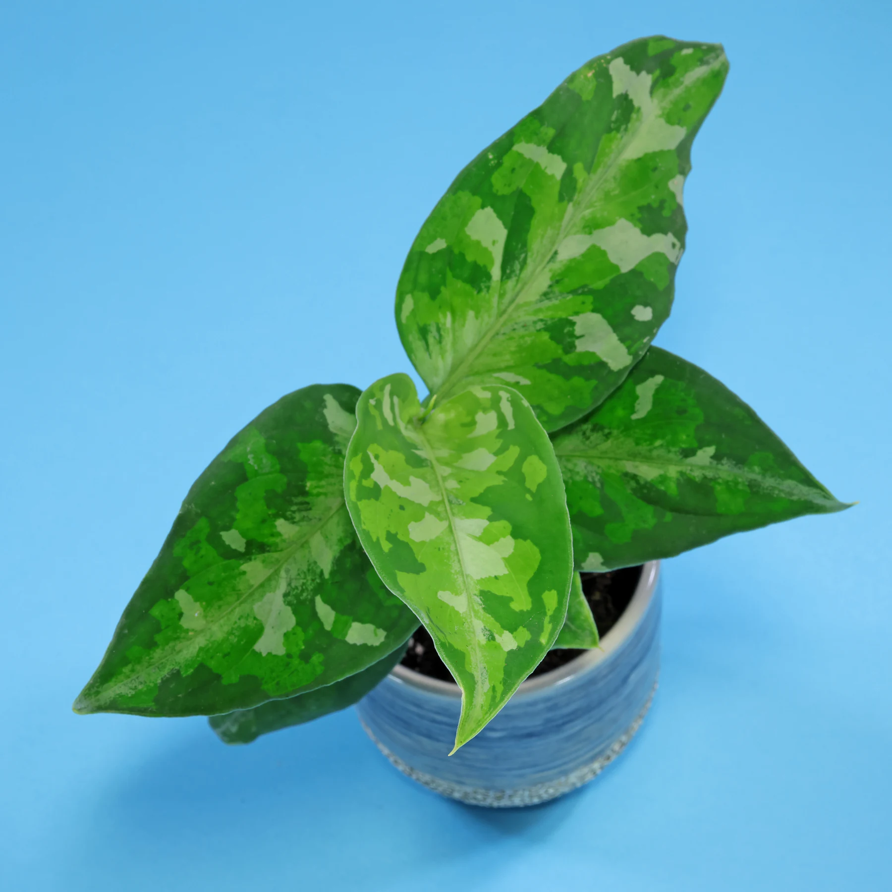 Aglaonema pictum Tricolor