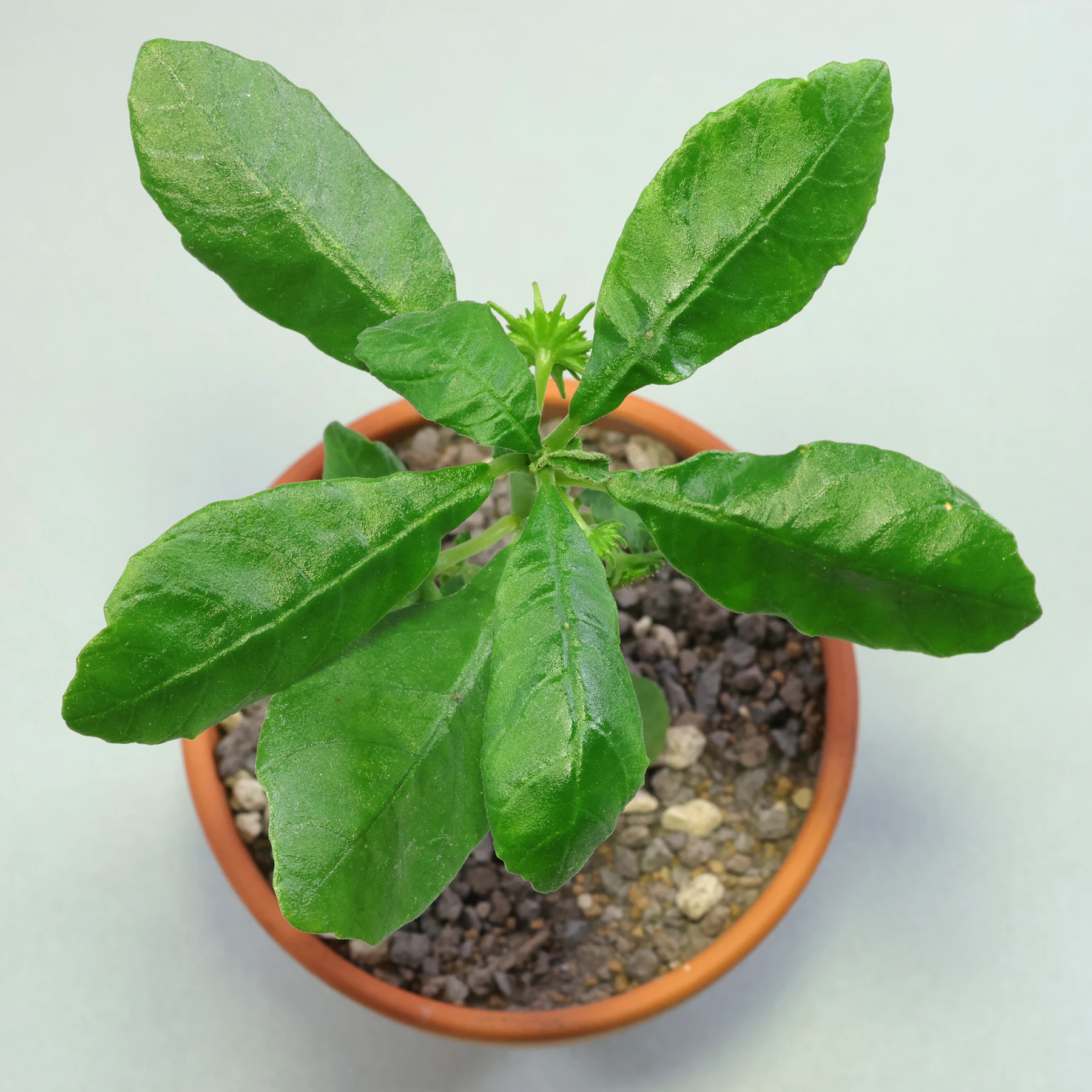 Dorstenia hildebrandtii Blätter