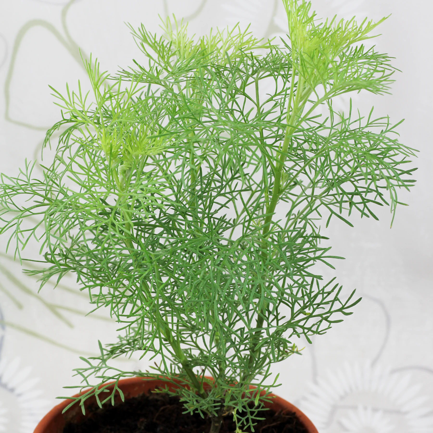 Cola Strauch Artemisia abrotanum