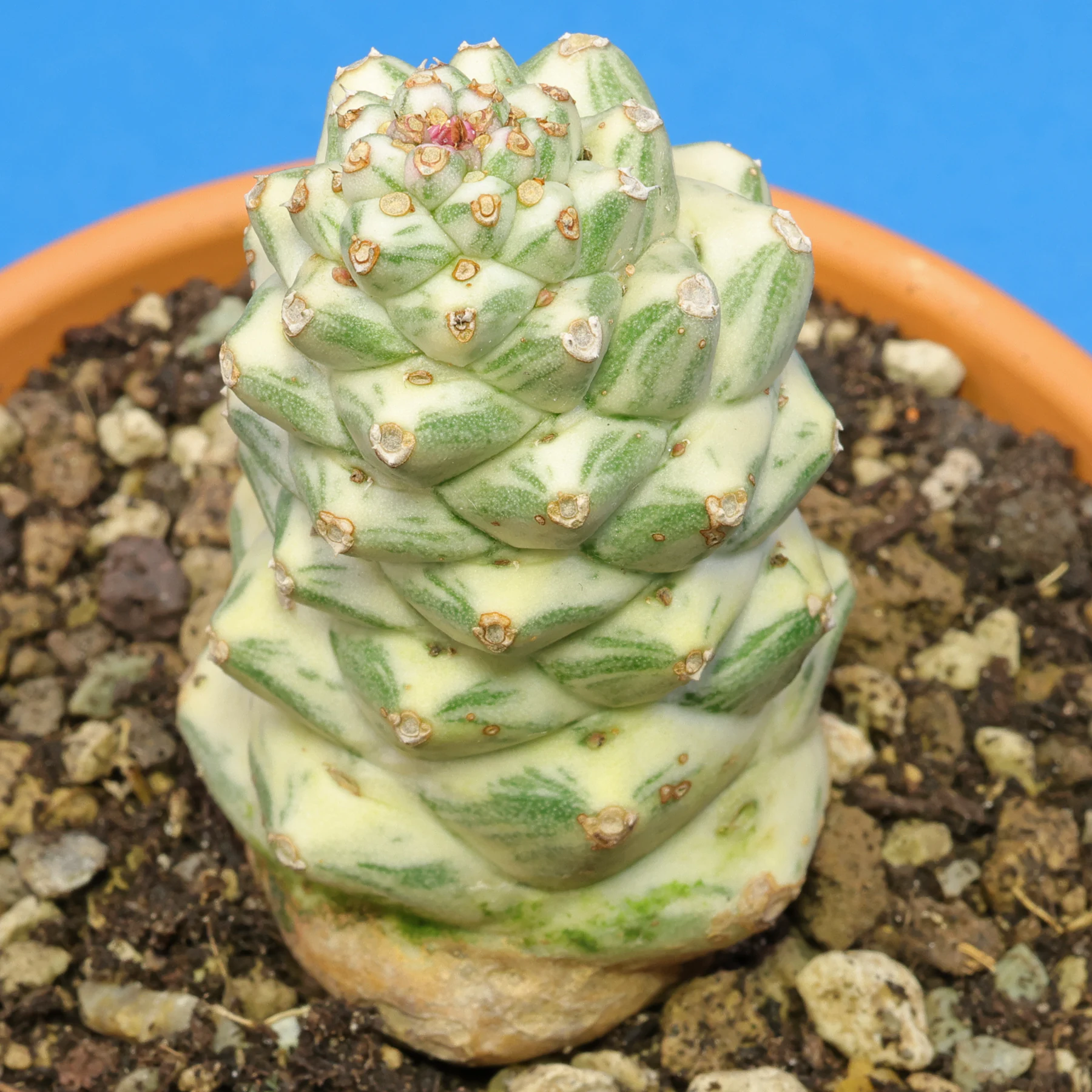 Euphorbia ritchiei Variegata Substrat