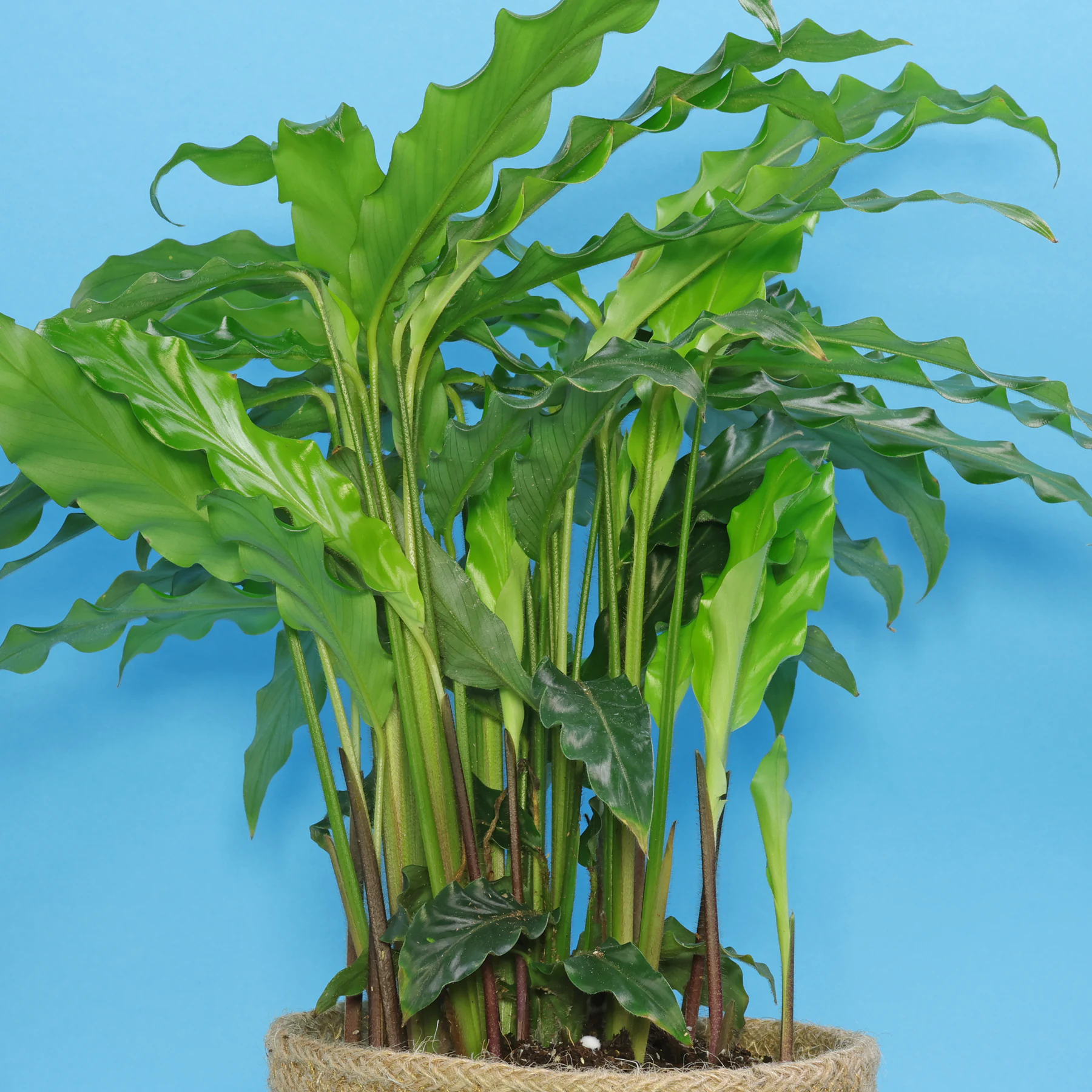 Goeppertia Calathea rufibarba