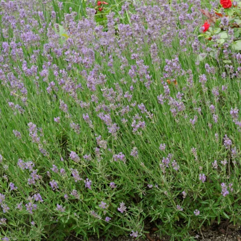 Lavandula angustifolia Lavendel