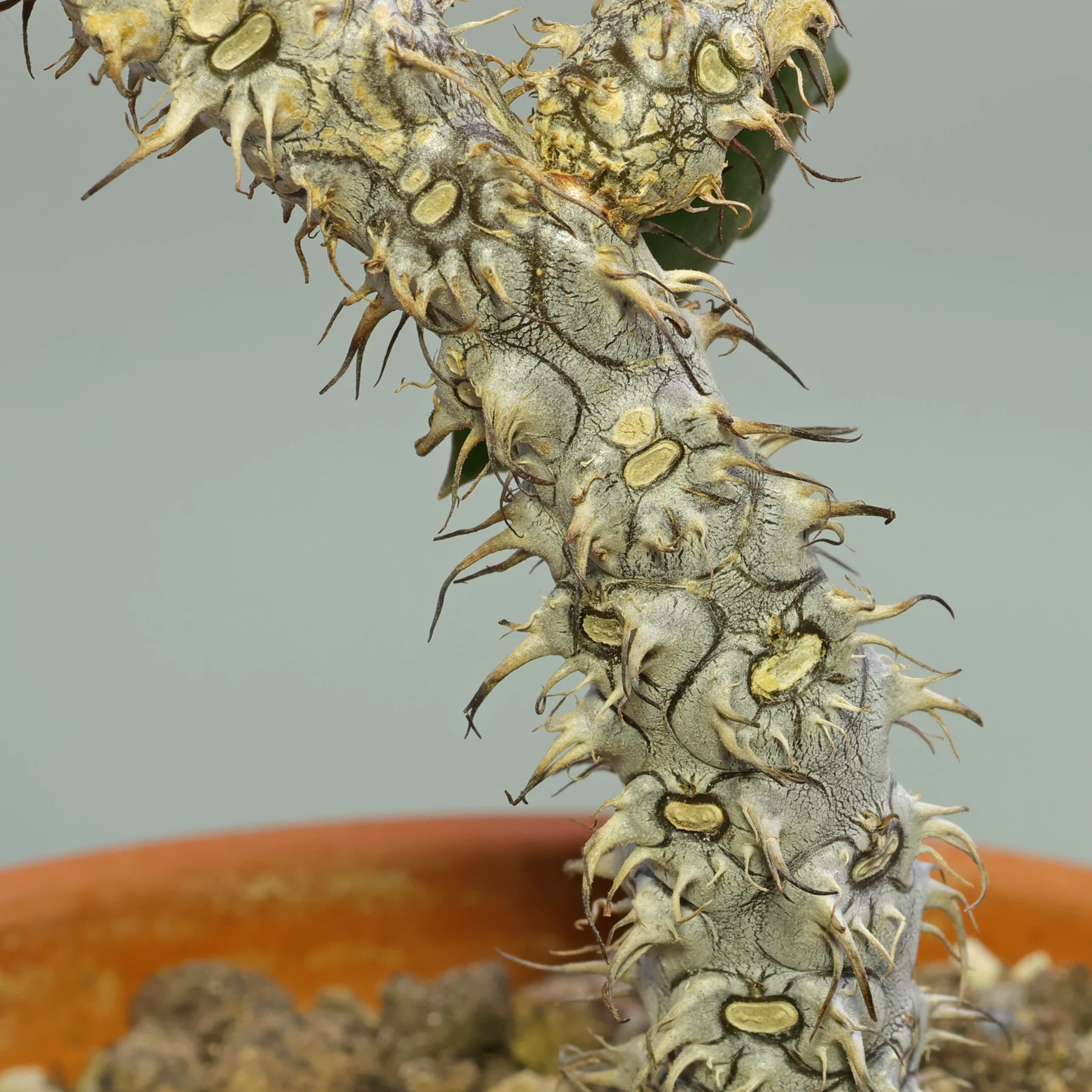 Euphorbia Nat Wong Stamm
