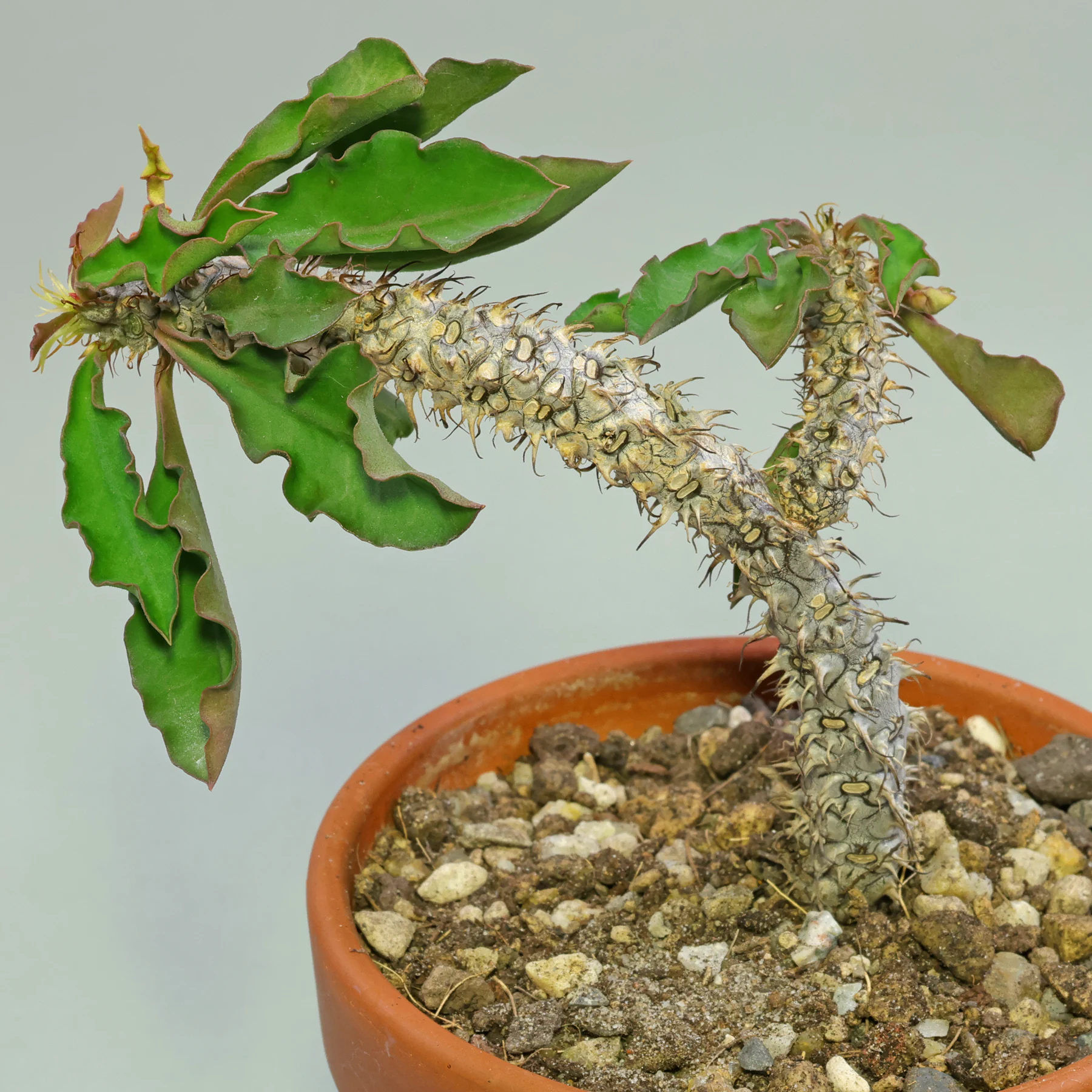 Euphorbia Nat Wong