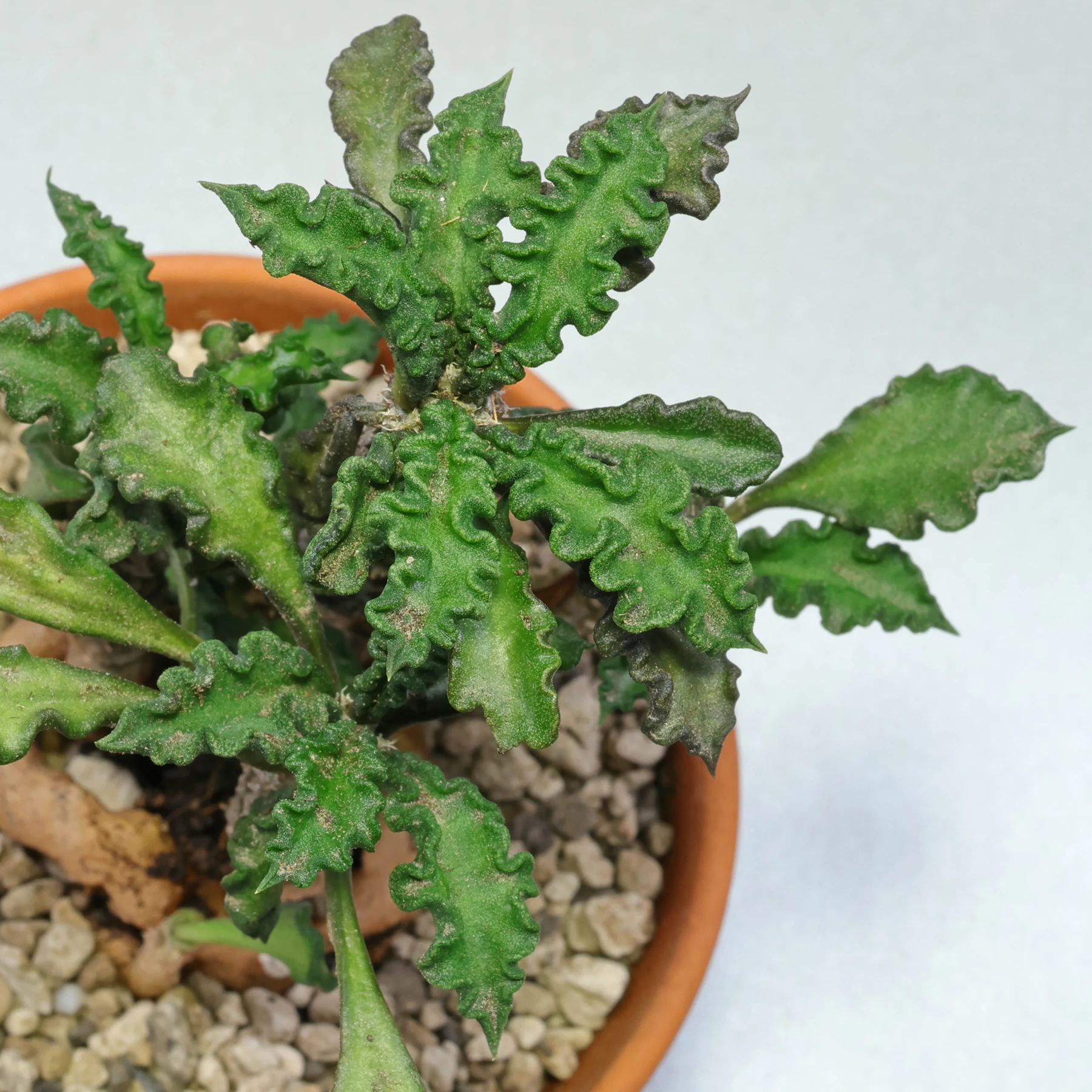 Euphorbia decaryi Blätter