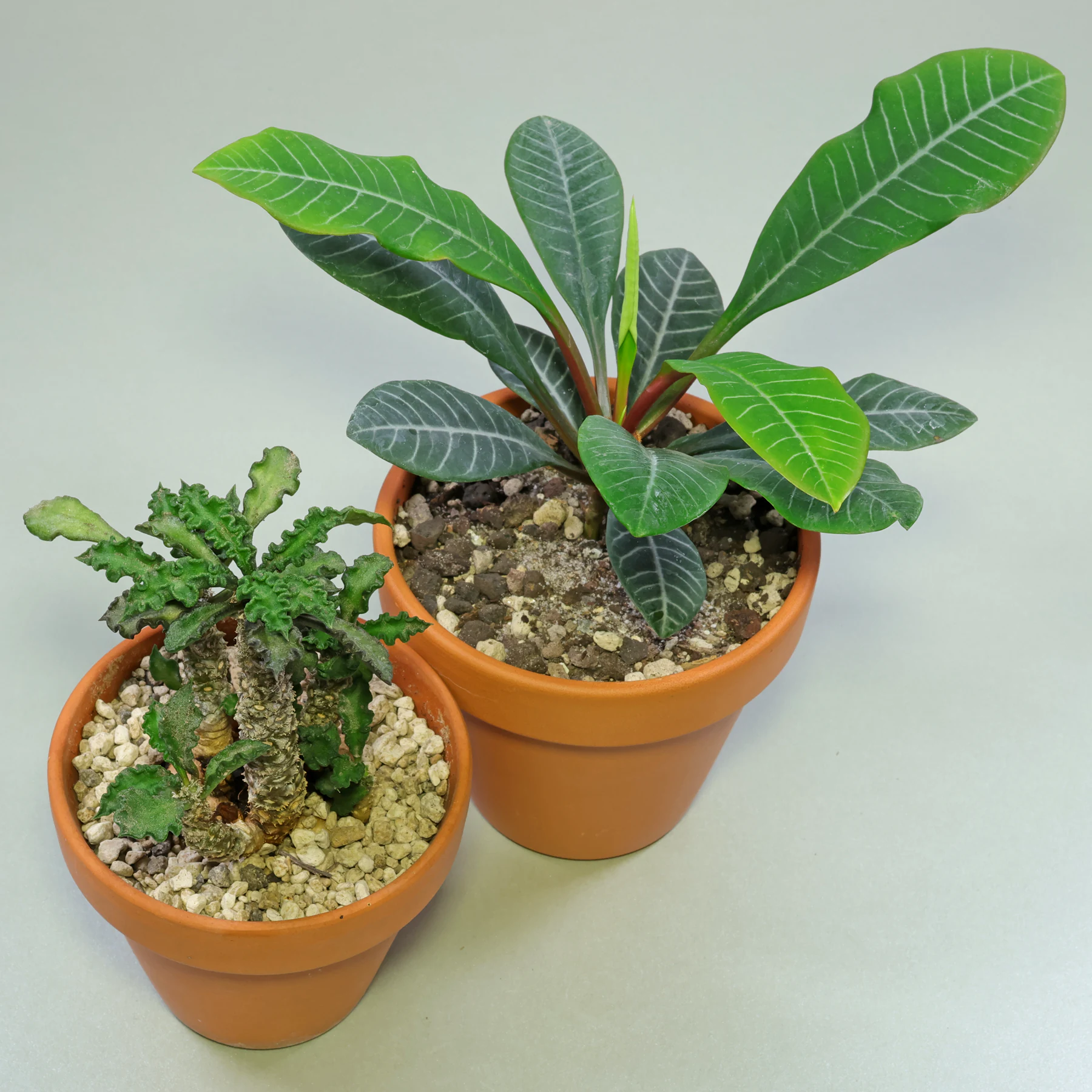 Euphorbia decaryi & Euphorbia leuconeura