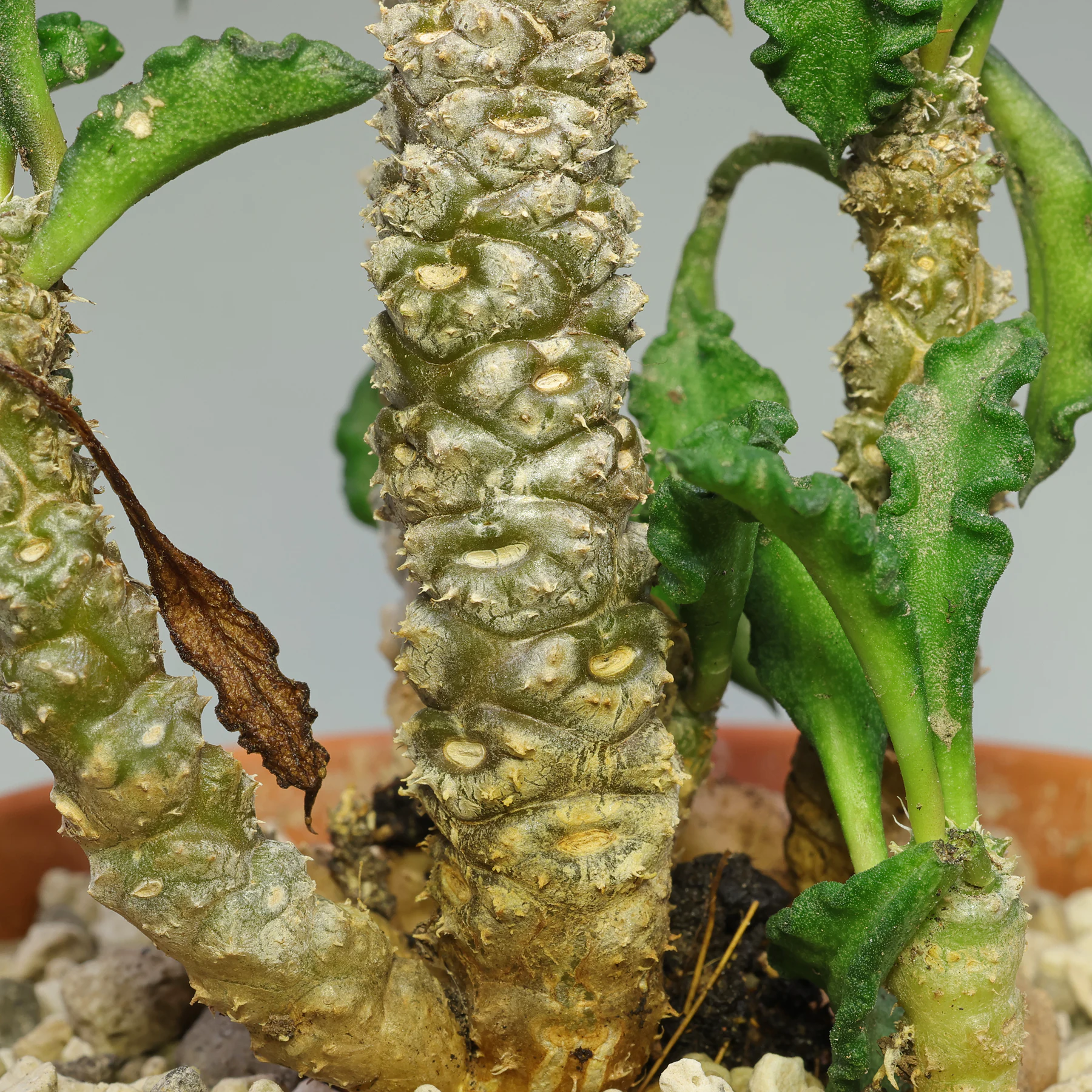 Euphorbia decaryi Stamm