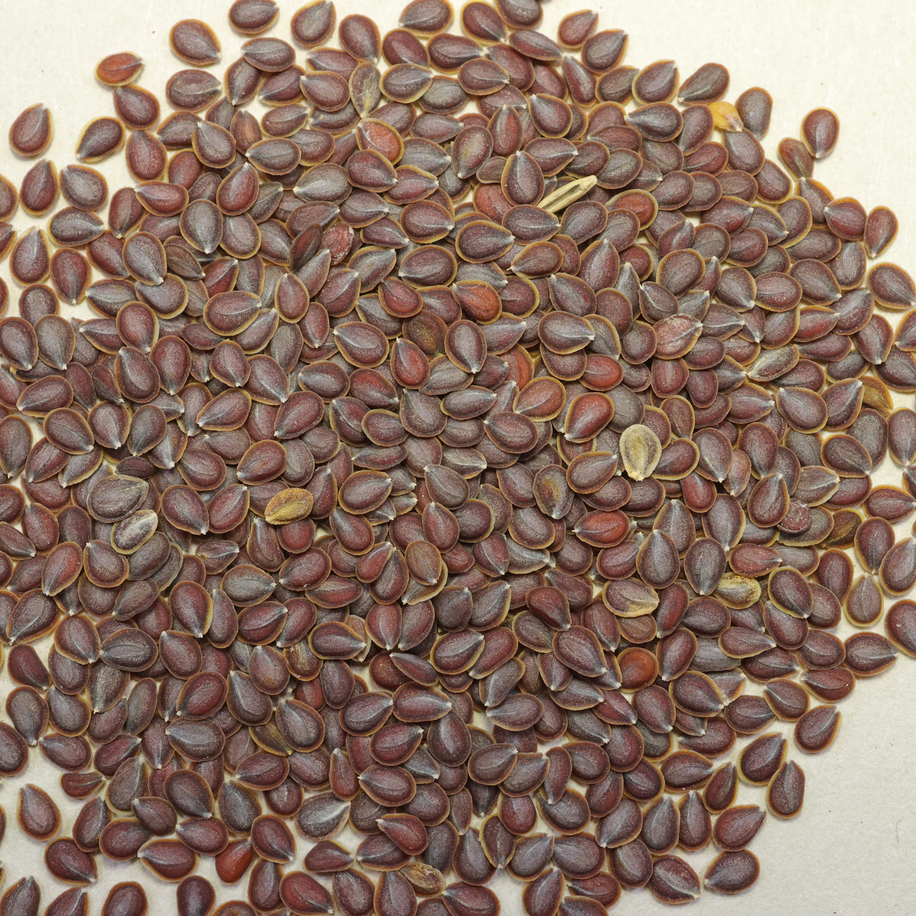 Hellerkraut Noccaea perfoliata Samen